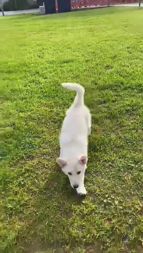 Mixed Breed dogs for sale: Northern Inuit x apricot German Shepherd - Video 1