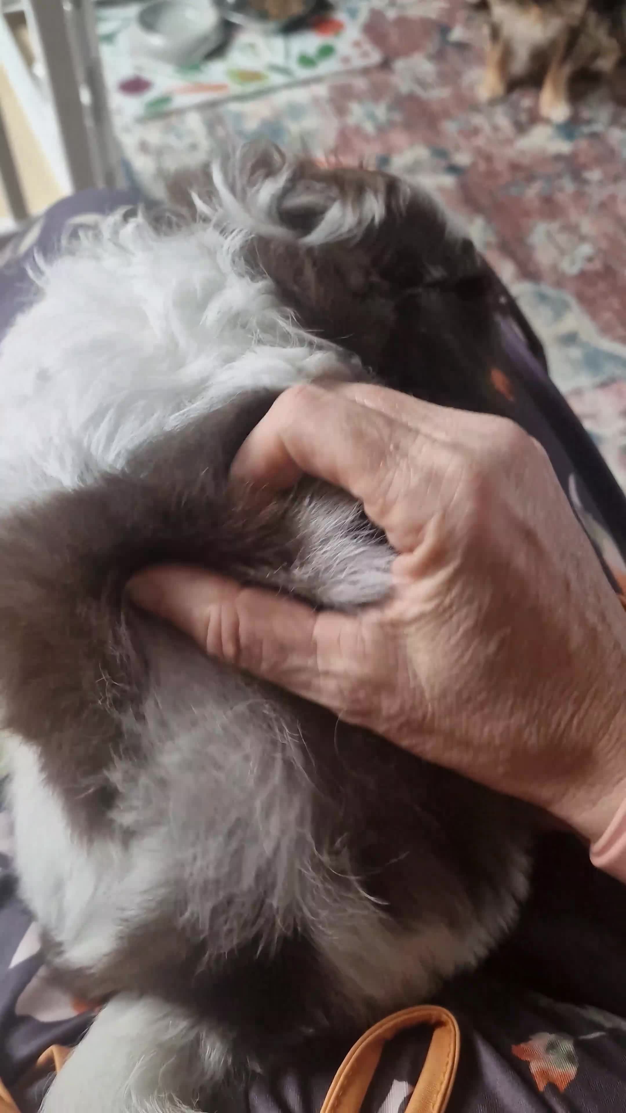 Chihuahua dogs for sale: 💪❤️VET CHECKED❤️💪READY 16th Sep💪❤️ KC CHI pups  - Video 3