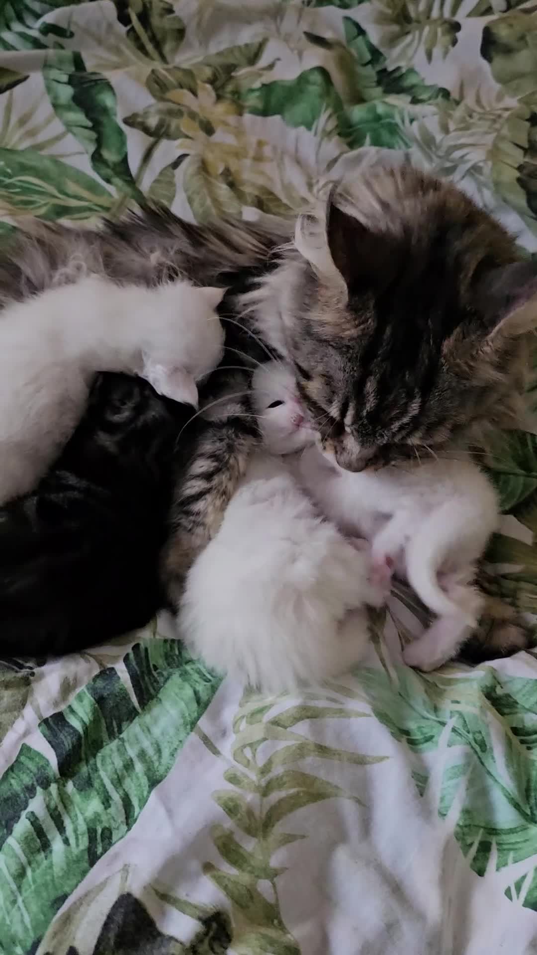 Maine Coon cats for sale: Maine Coon kittens - Video 1