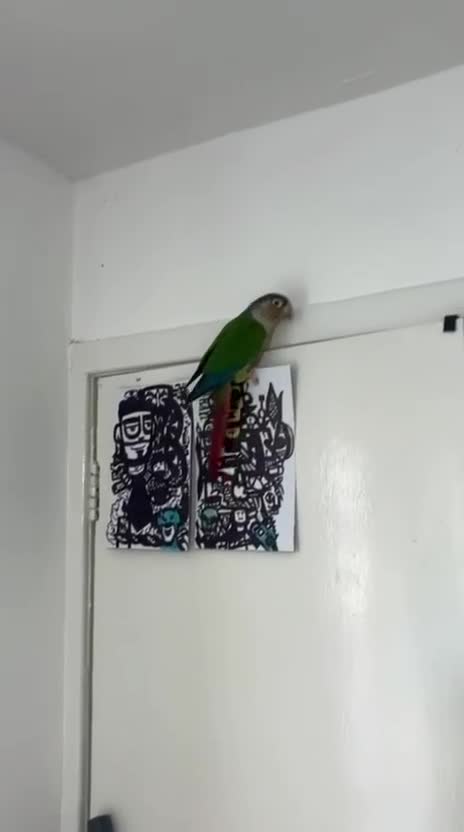 Conures birds for sale: Rare Colour Young Indian Ringneck Parrot & Conures - Video 2