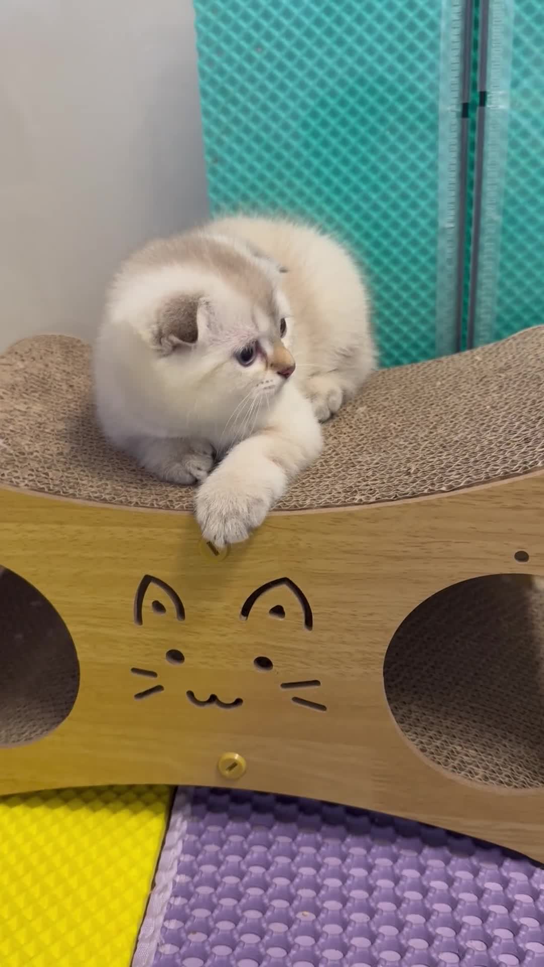 Scottish Fold cats for sale: SCOTTISH FOLD KITTENS 😻 - Video 1