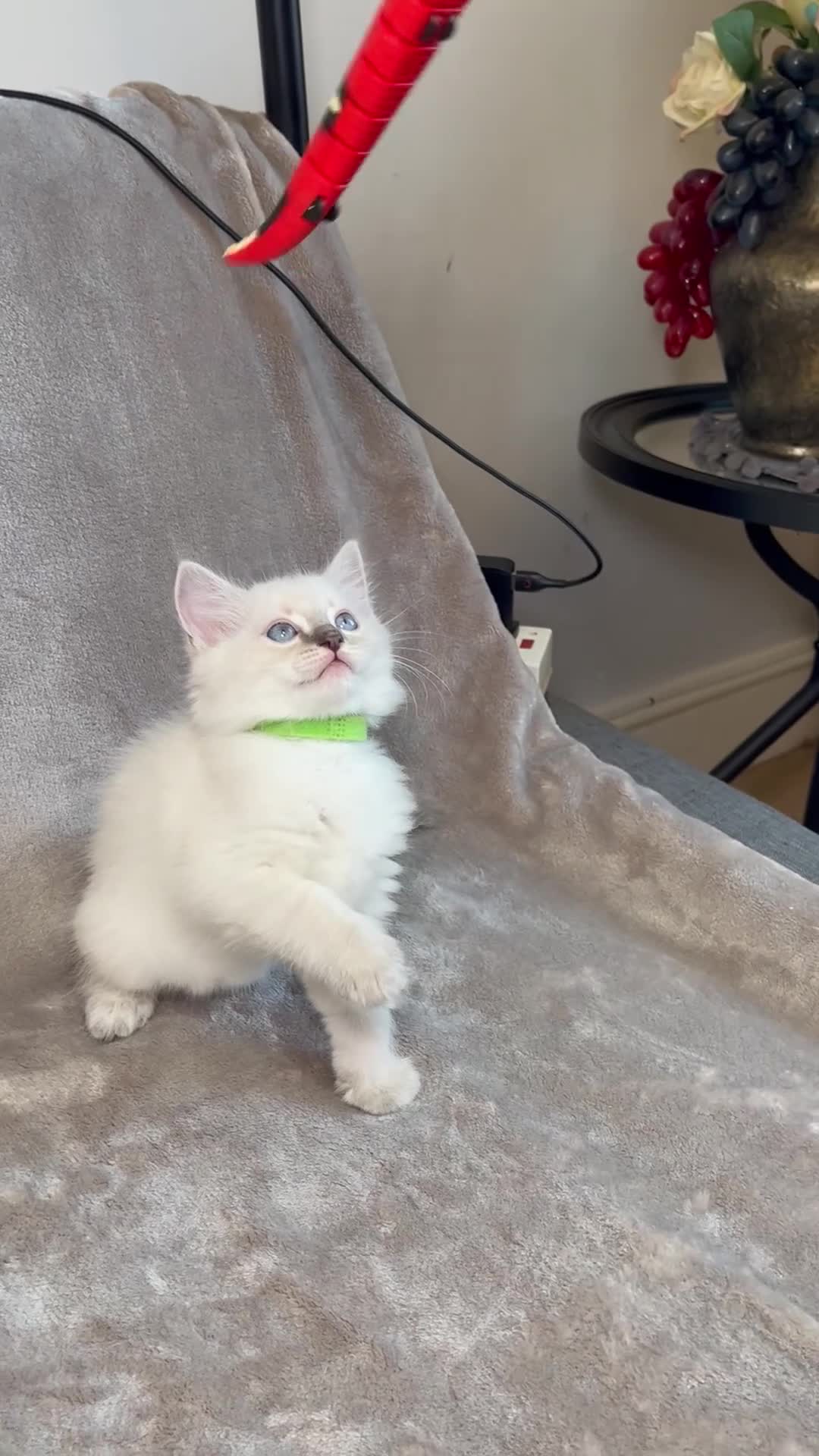 Ragdoll cats for sale: 😻Pure Ragdoll Kittens looking for loving home ❤️ - Video 2