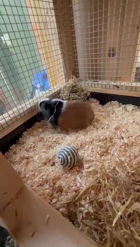 Guinea Pig rodents for sale: Last 2 Baby Guinea Pigs   - Video 2
