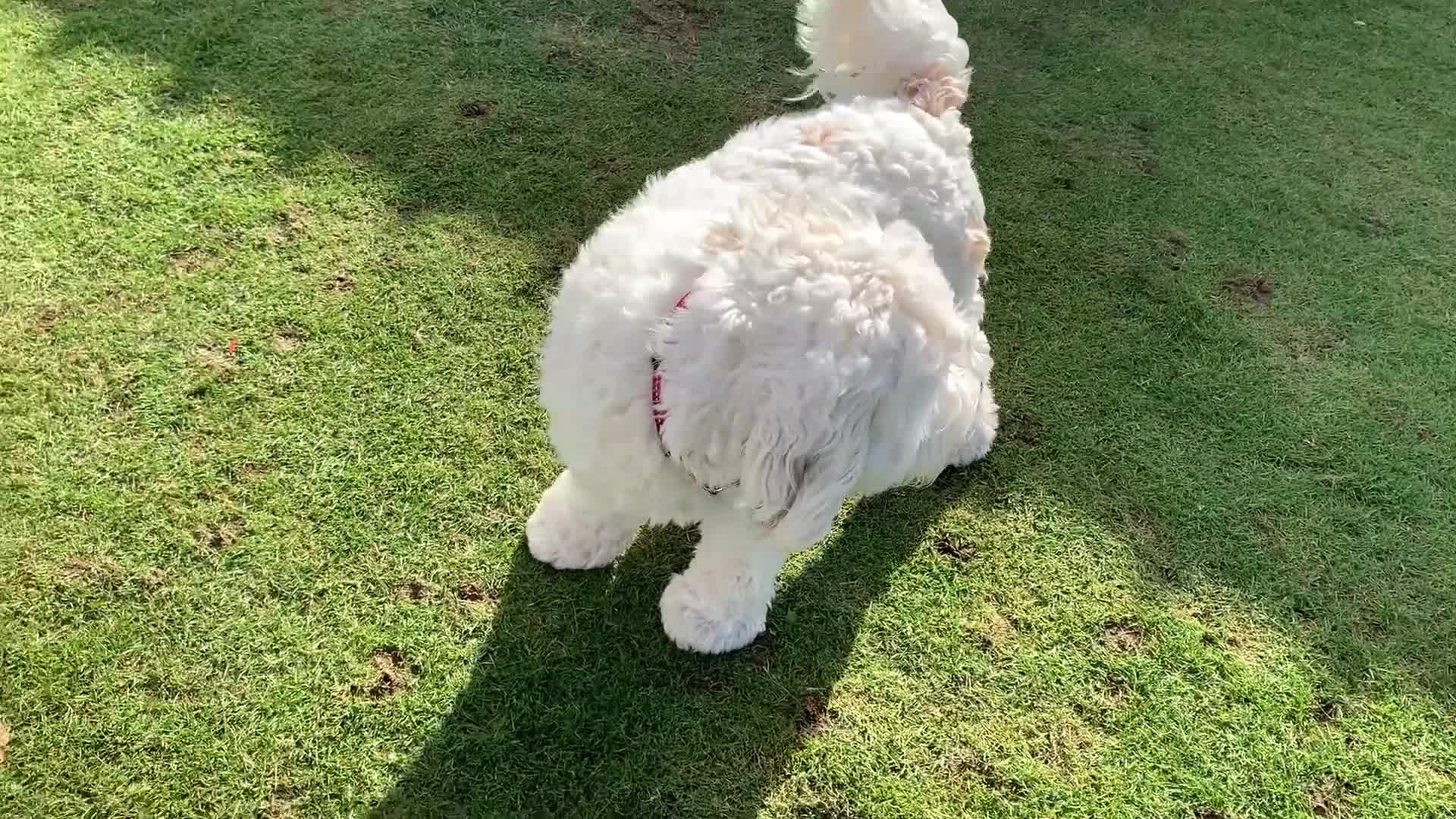Australian Labradoodle dogs for sale: Fully health tested Australian Labradoodle puppies - Video 2