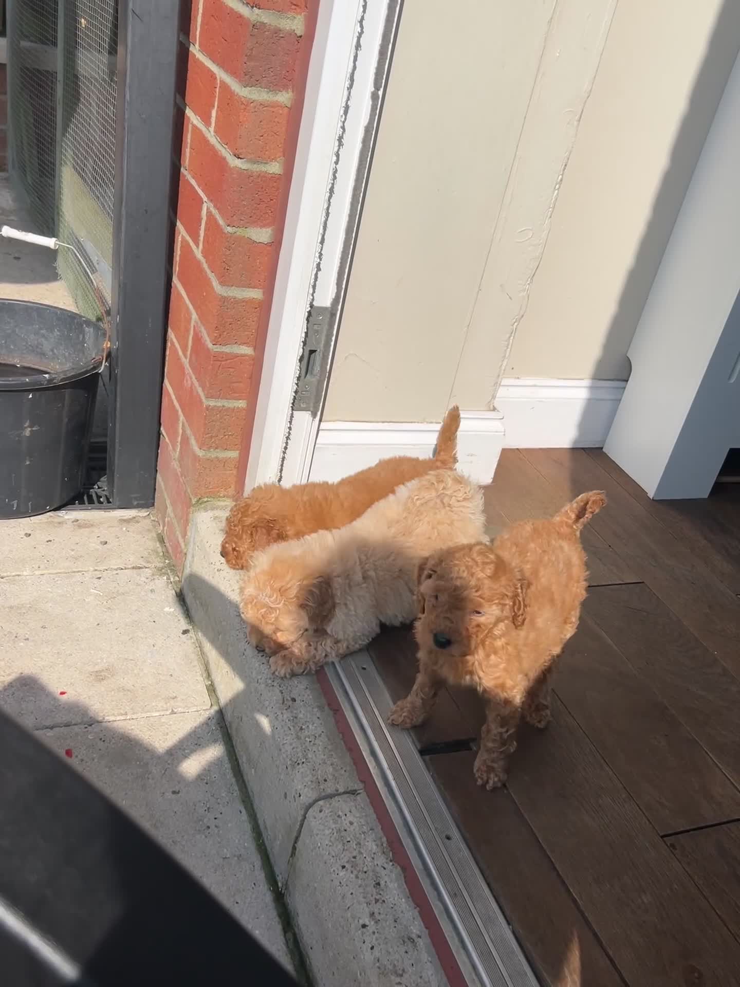 Toy Poodle dogs for sale: Beautiful toy poodle 💙 ready for forever homes 💙 - Video 3