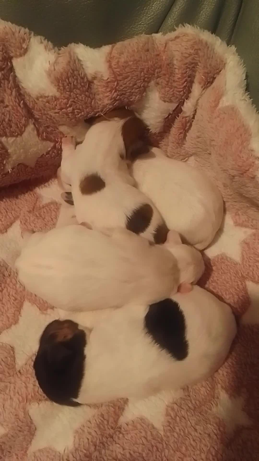 Jack Russell dogs for sale: Jack Russell 5 boy's - Video 1
