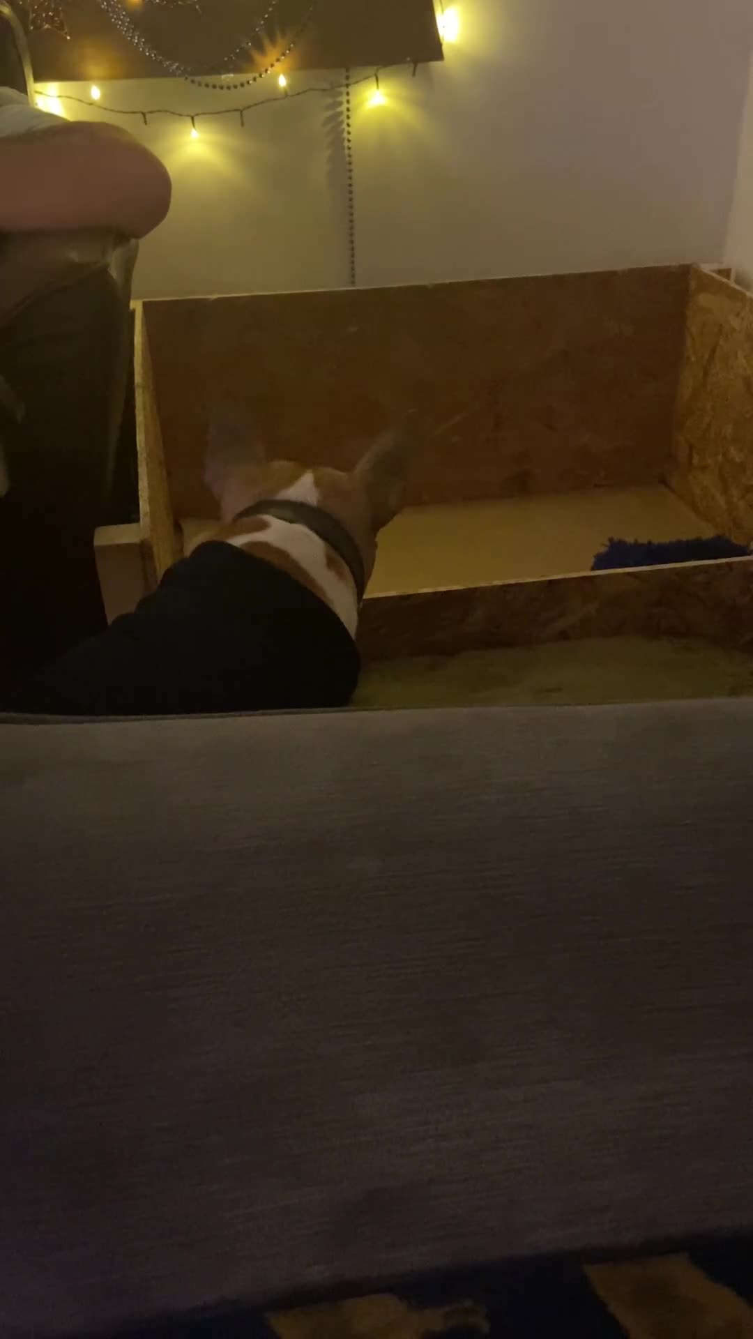 English Bull Terrier dogs for sale: Two female pups for sale - Video 4