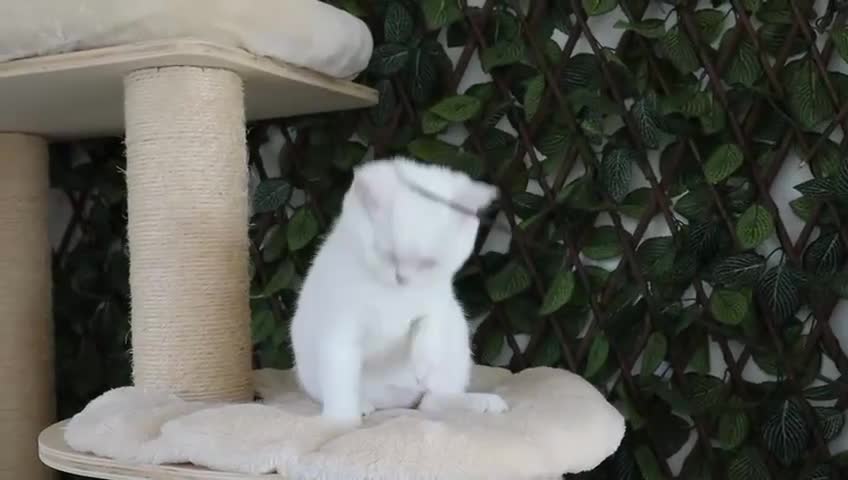 British Shorthair cats for sale: Ready CH Bloodlines BSH TICA registered kittens in Feltham - Video 3