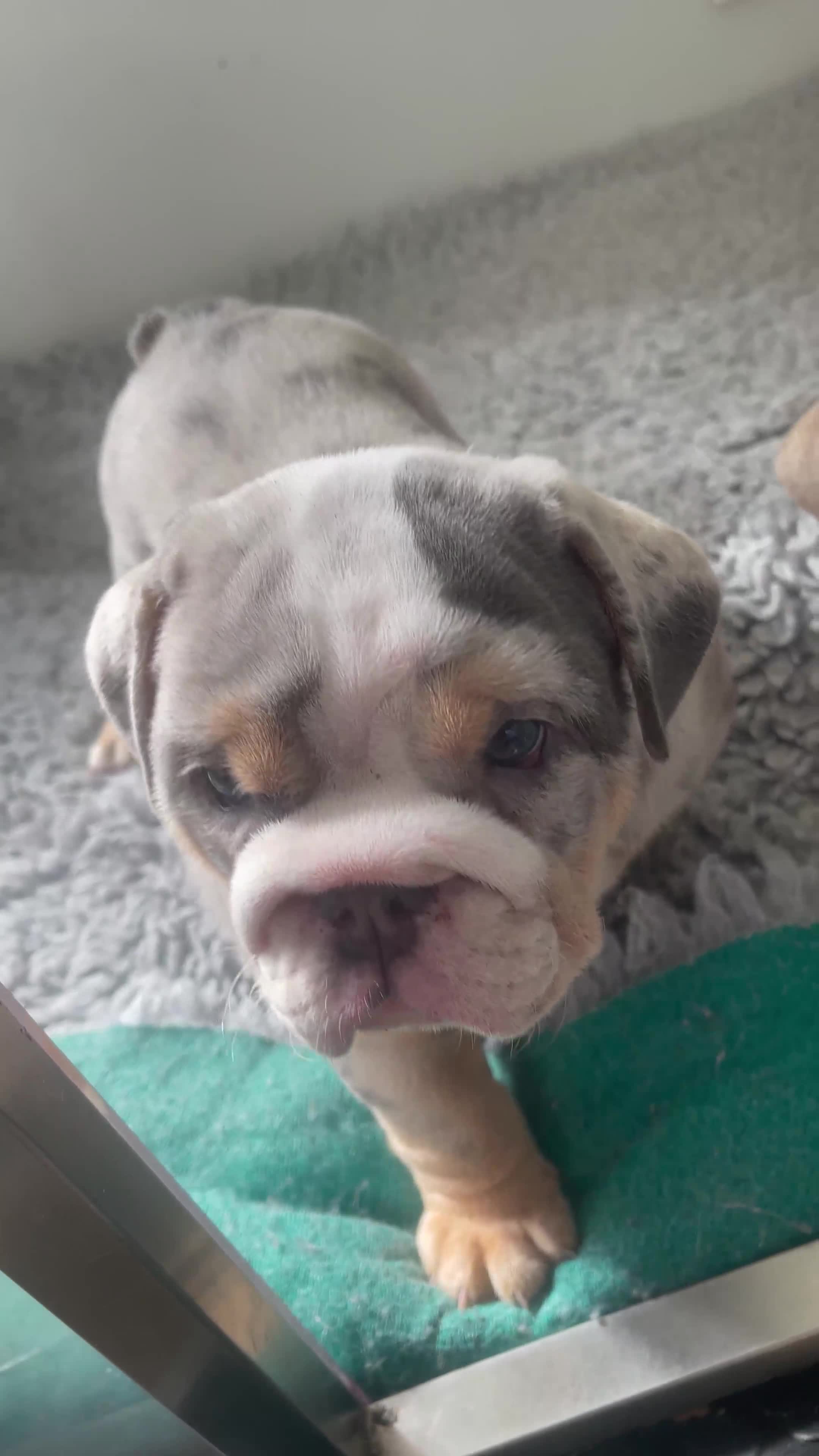 English Bulldog dogs for sale: British bulldog  - Video 3