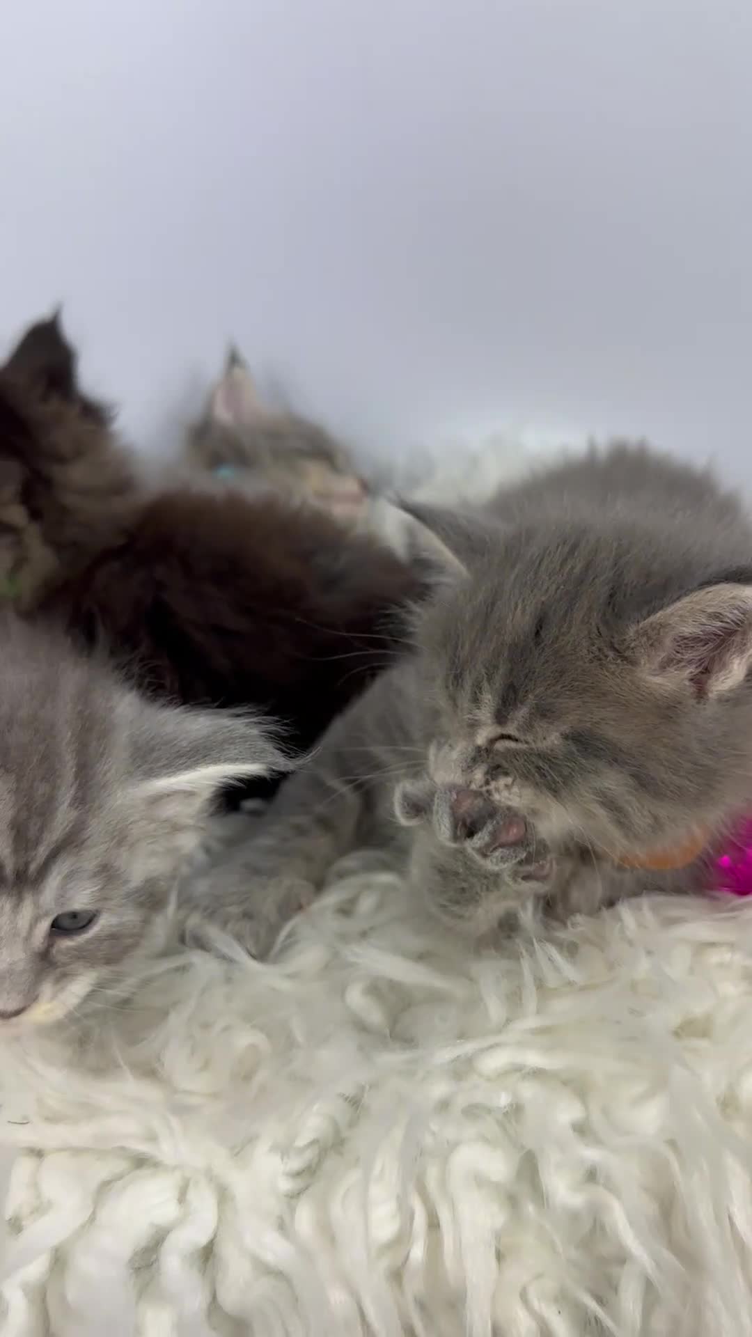 Maine Coon cats for sale: 6 Gorgeous Pure Breed Maine Coon Kittens - Video 1