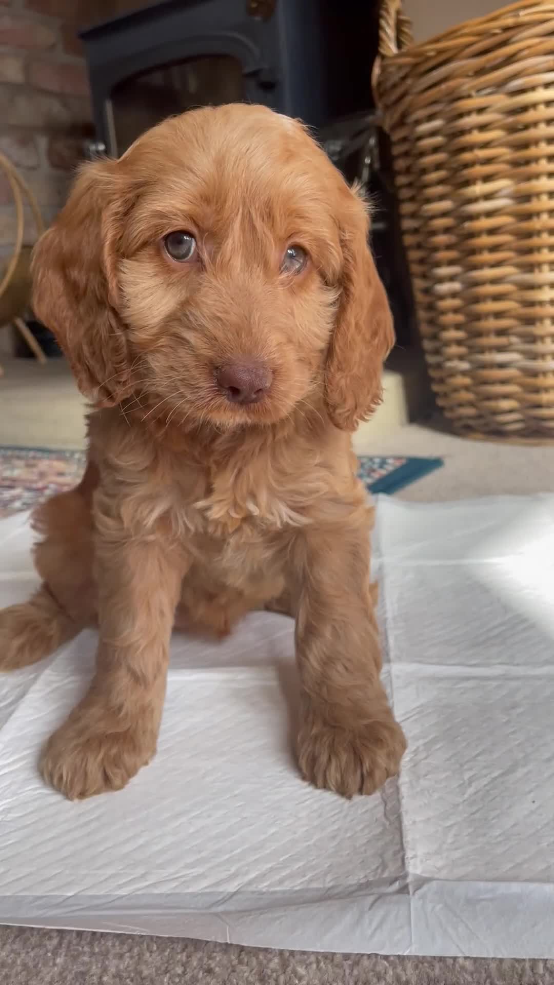 Cockapoo dogs for sale: F1 SHOW TYPE COCKAPOO EXTENSIVELY HEALTH TESTED  - Video 1
