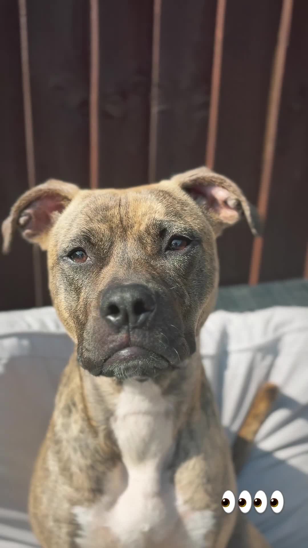 Mixed Breed dogs for sale: NOVA🐾 - Video 1