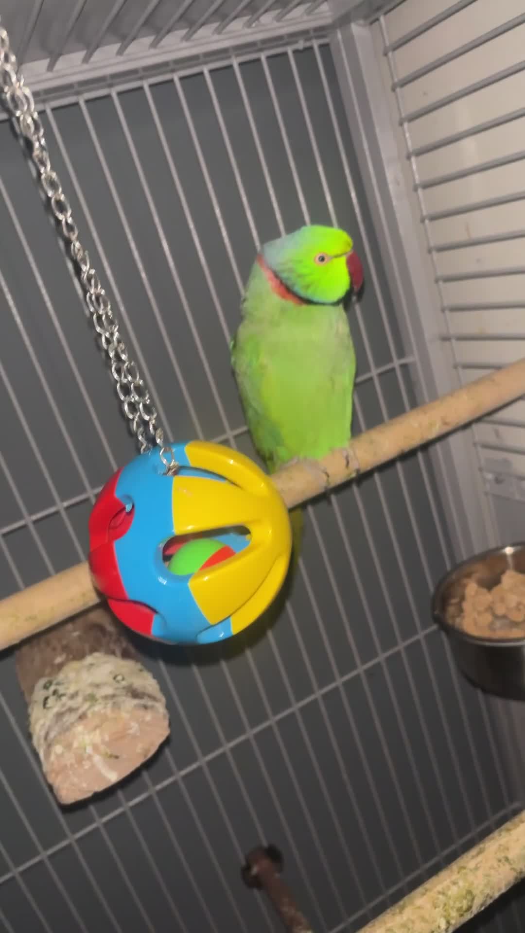 Ringnecks birds for sale: Indian ring neck  in Stoke-on-Trent - Video 1