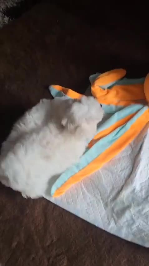 Maltipoo dogs for sale:  Last Tiny korean Maltipoo girl available  - Video 1