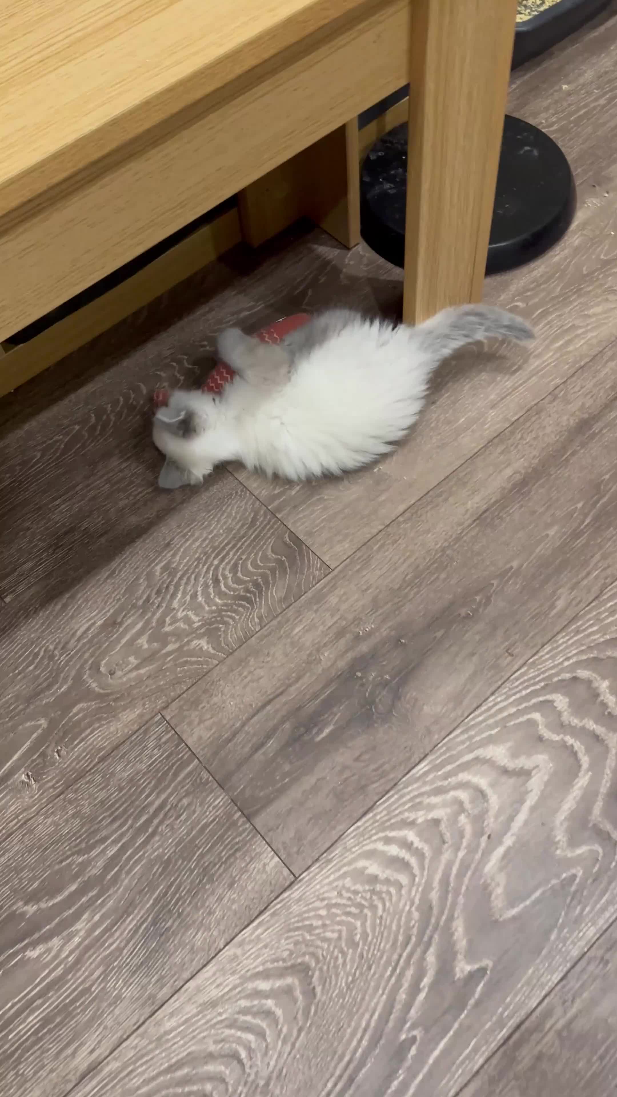 Ragdoll cats for sale: Last 3 Boys and Mom stunning pure Ragdoll - Video 3