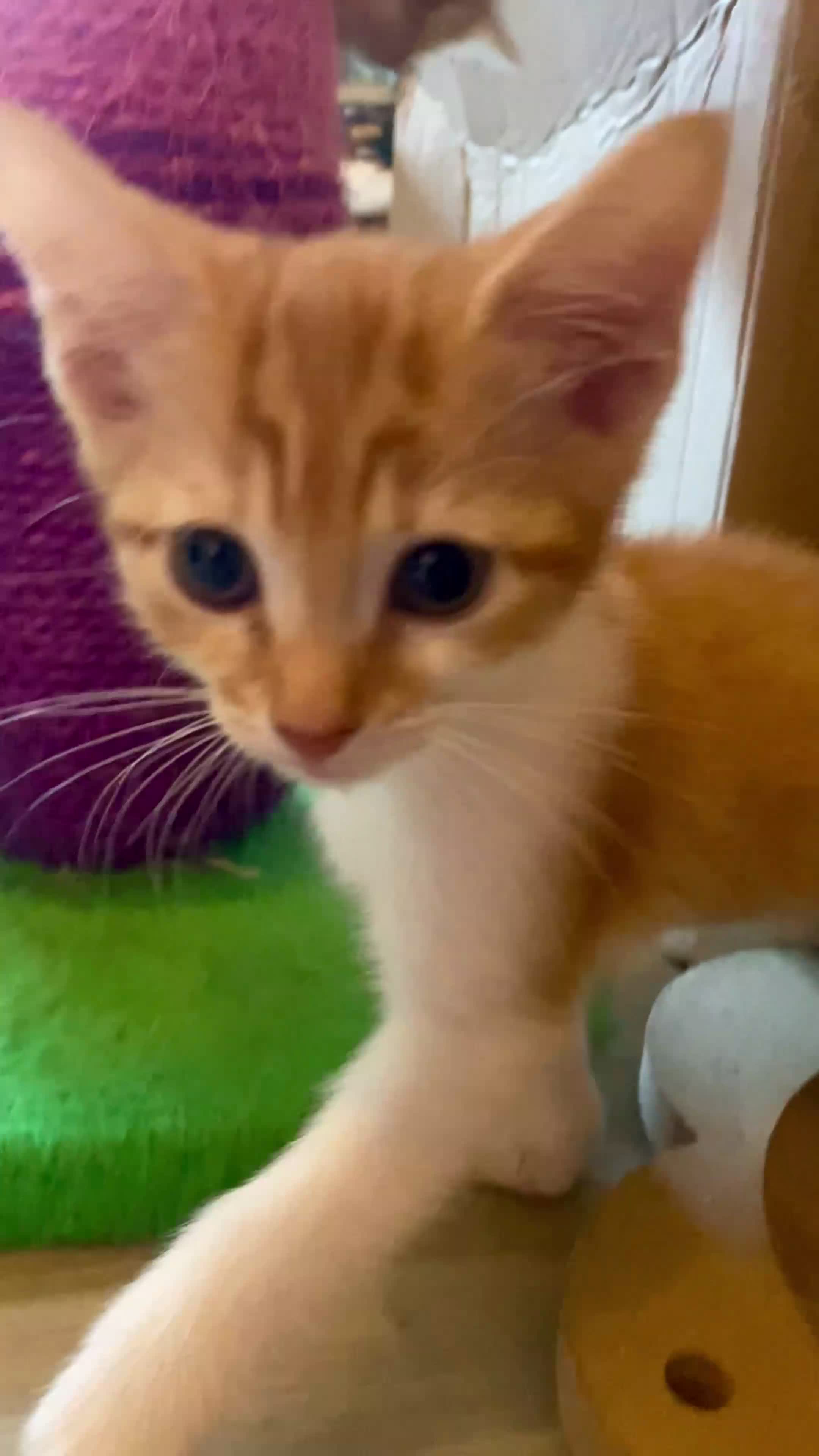 Mixed Breed cats for sale: Beautiful Ginger Kittens!  in London - Video 1