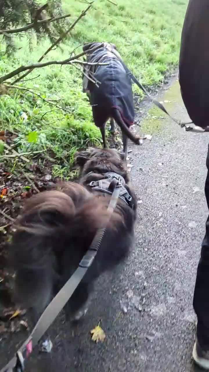 Mixed Breed dogs for adoption: Ruskin - 8 years old, Female, Mixed Breed - Video 3