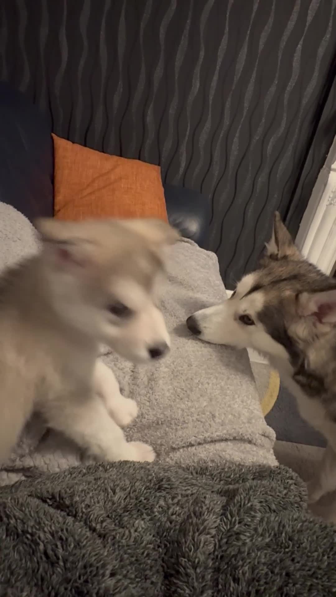 Alaskan Malamute dogs for sale: Alaskan malamute boy - Video 1