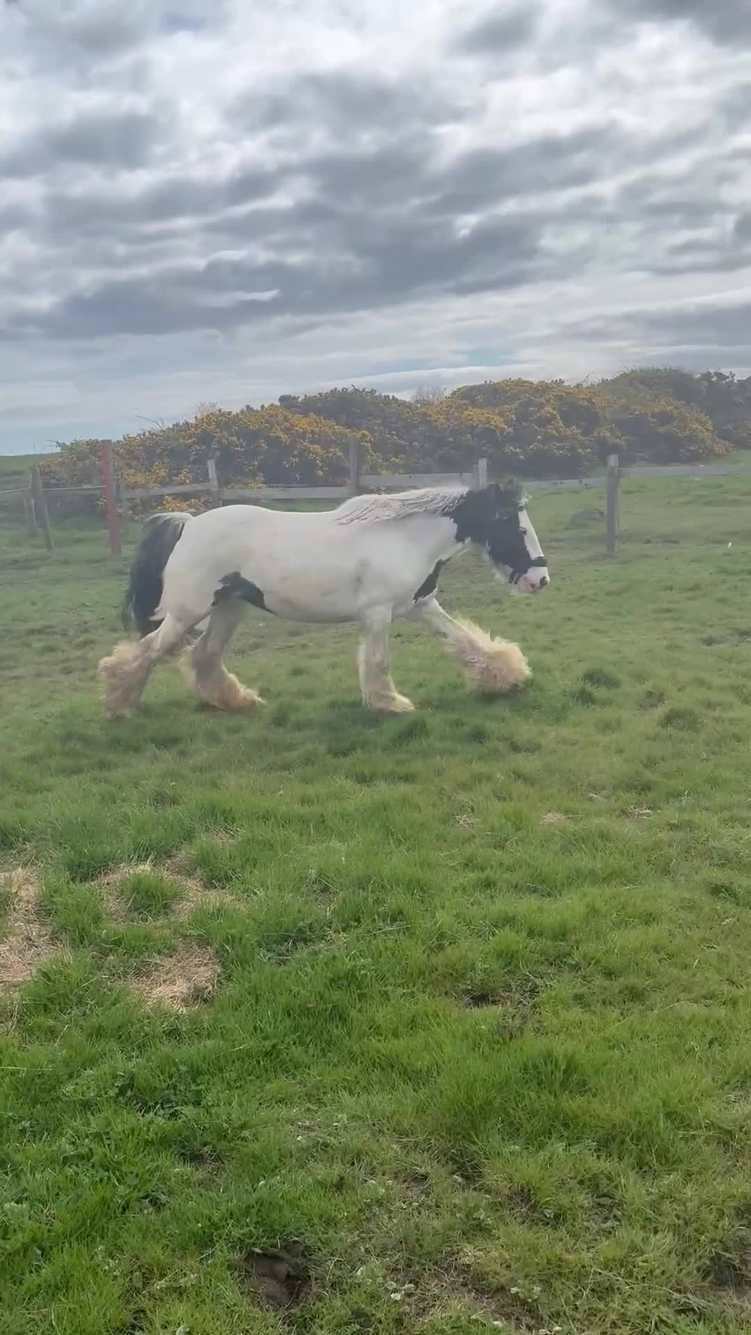 Irish Cob horses for sale: Bella Twix in Newbiggin-by-the-Sea - Video 3