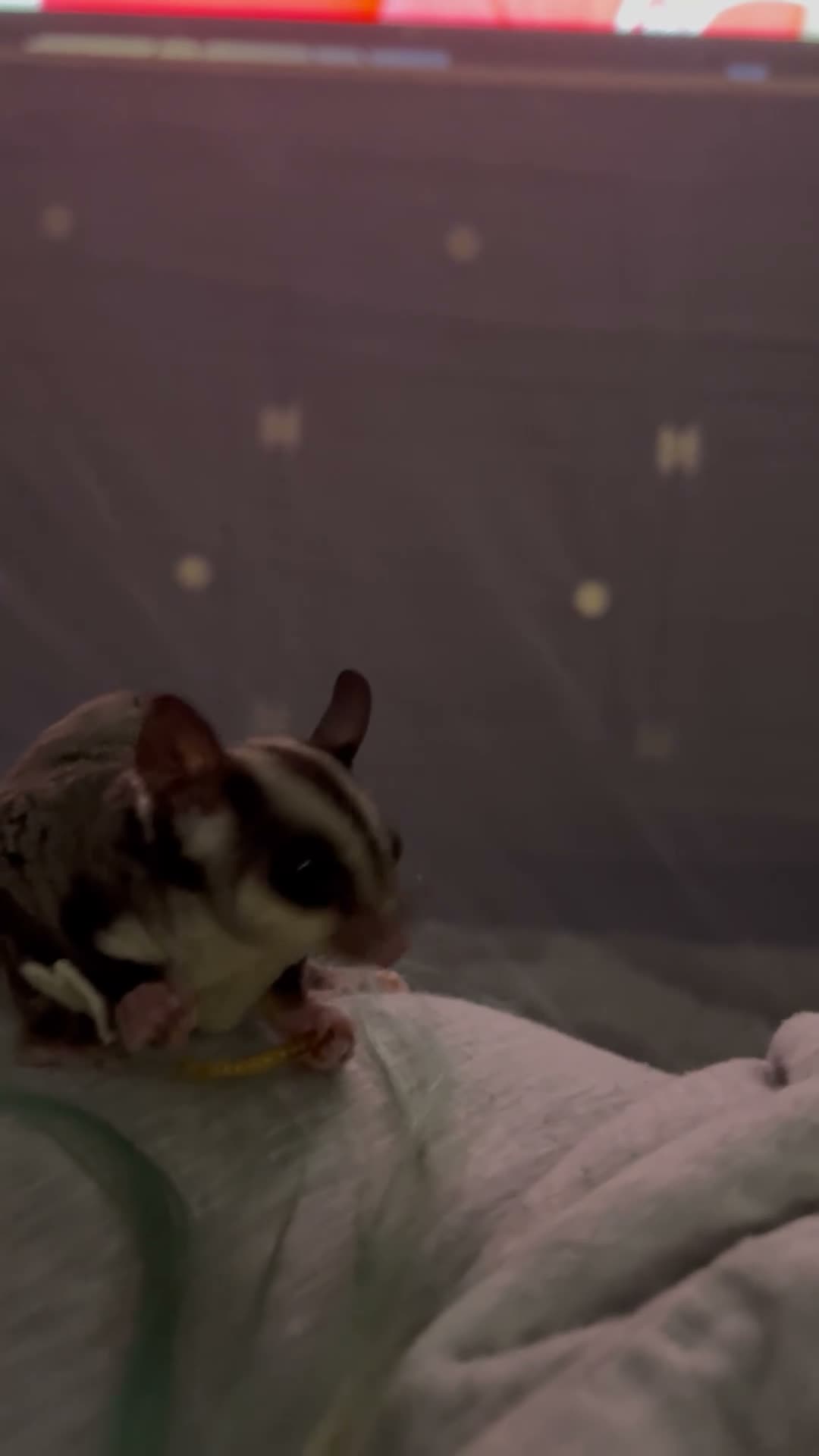 Sugar Glider rodents for sale: 2 female sugar gliders  in Chester - Video 1