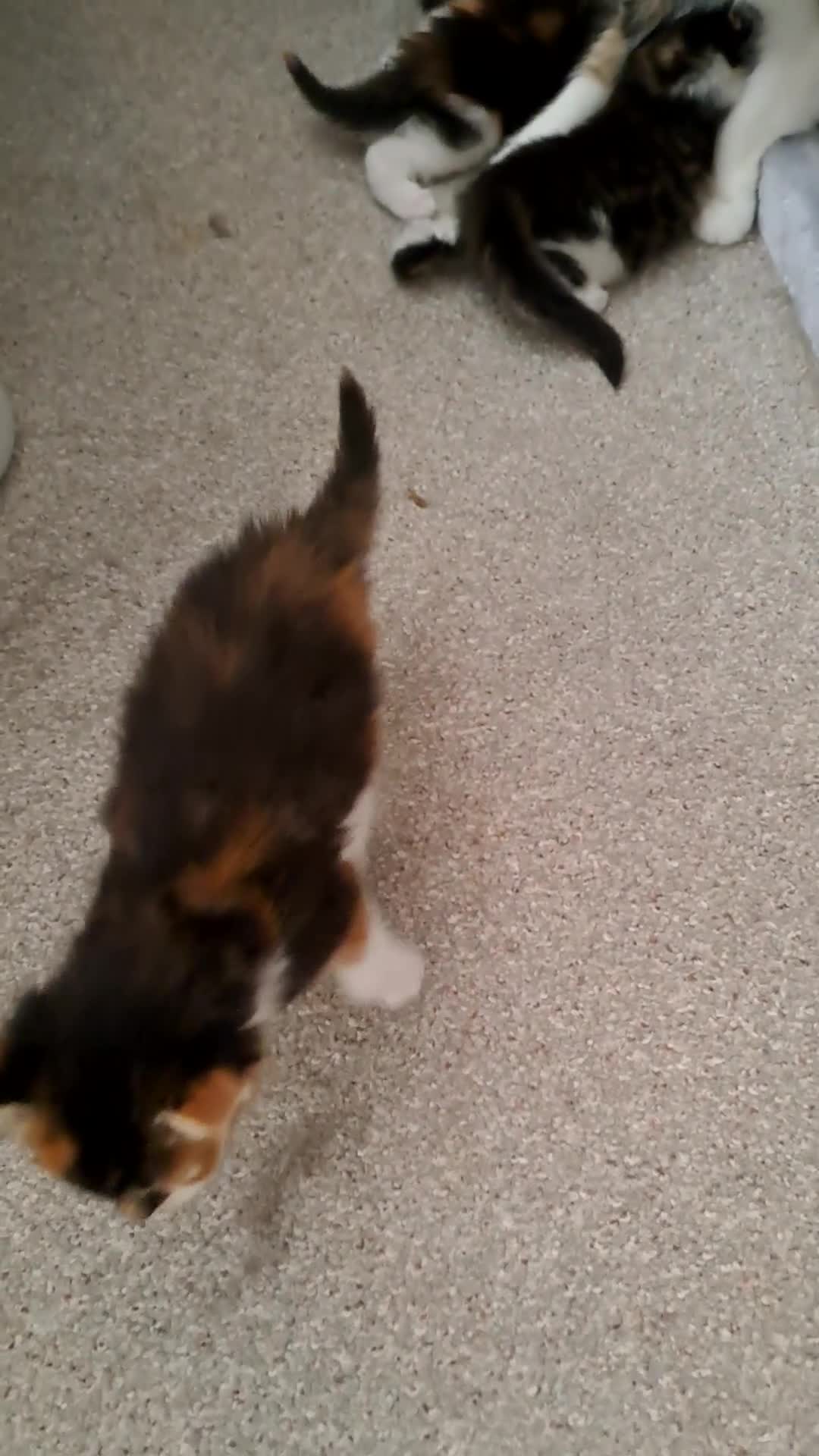 Maine Coon cats for sale: Maine Coon Kittens for Sale - Video 5