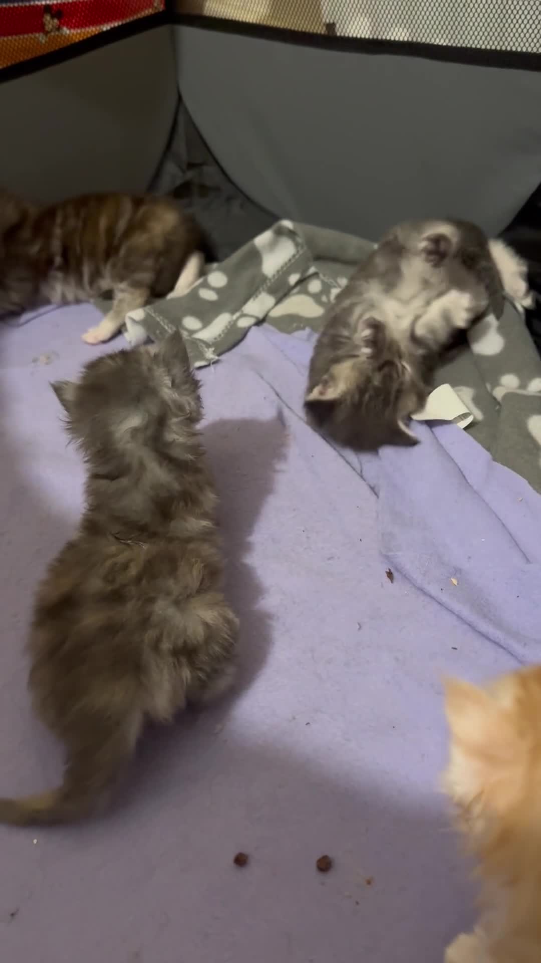 Maine Coon cats for sale: 3 week old mainecoon kittens - Video 3