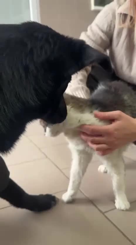 Mixed Breed dogs for adoption: ❤️🐶 ARABELLA – SHE FOLLOWS QUIETLY, LOVES DEEPLY in Burton-on-Trent - Video 4