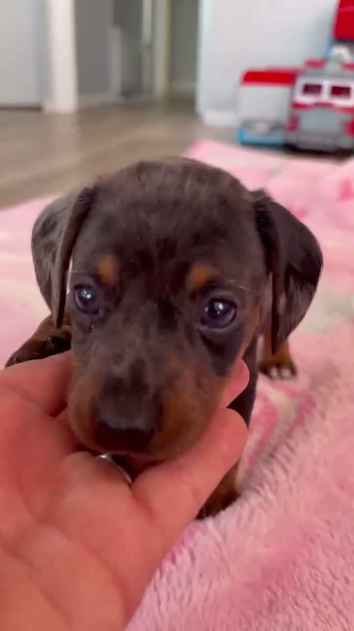 Mixed Breed dogs for sale: My beautiful Jack Russell X dachshund pups.  - Video 5