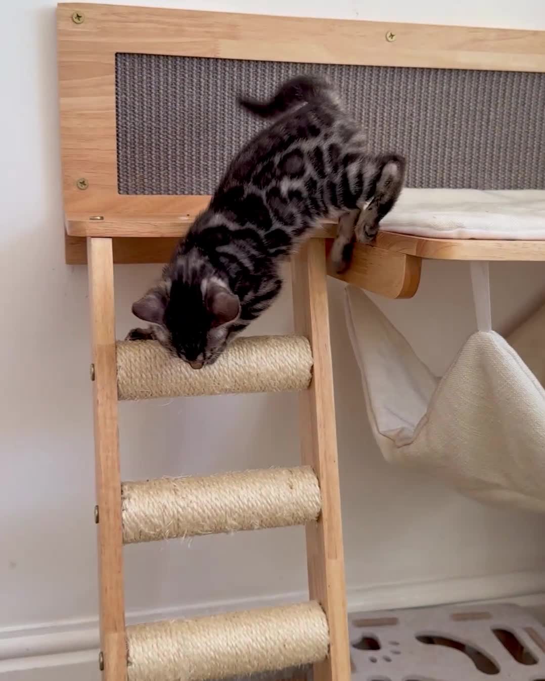 Bengal cats for sale: Rare Glitter Pedigree Bengal Female - Show Quality - Video 4