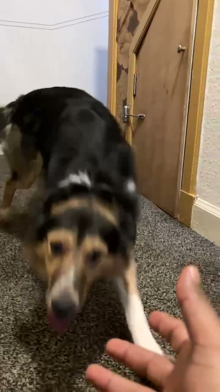 Border Collie dogs for stud: Friendly Male Border Collie – Ash - Video 1