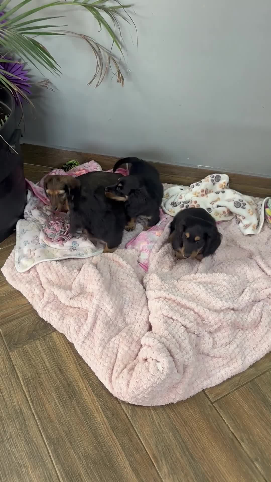 Miniature Dachshund dogs for sale: Longhair mini dachshund  - Video 1