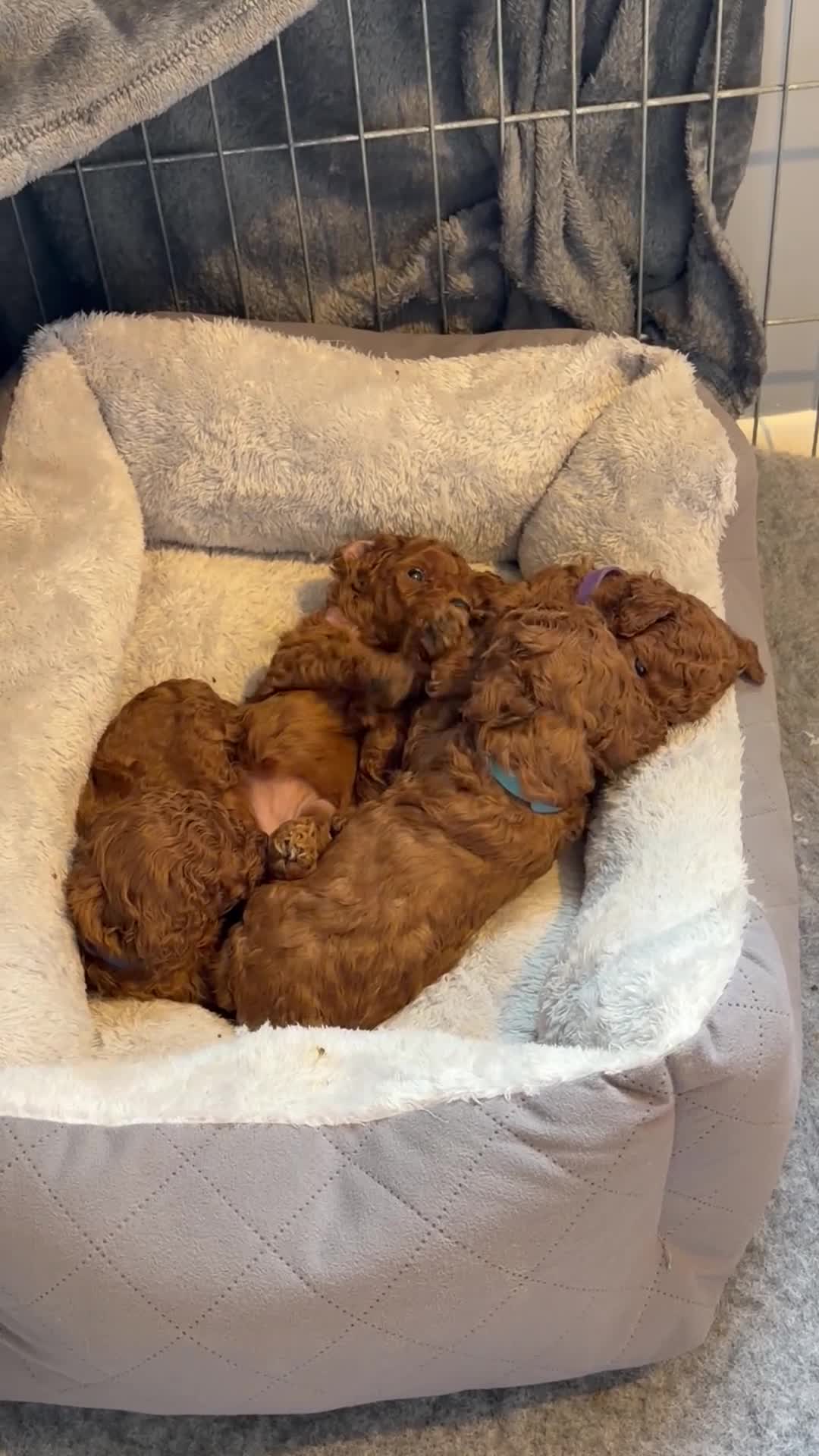 Cavapoo dogs for sale: Fox Red Cavapoo F1B  - Video 1