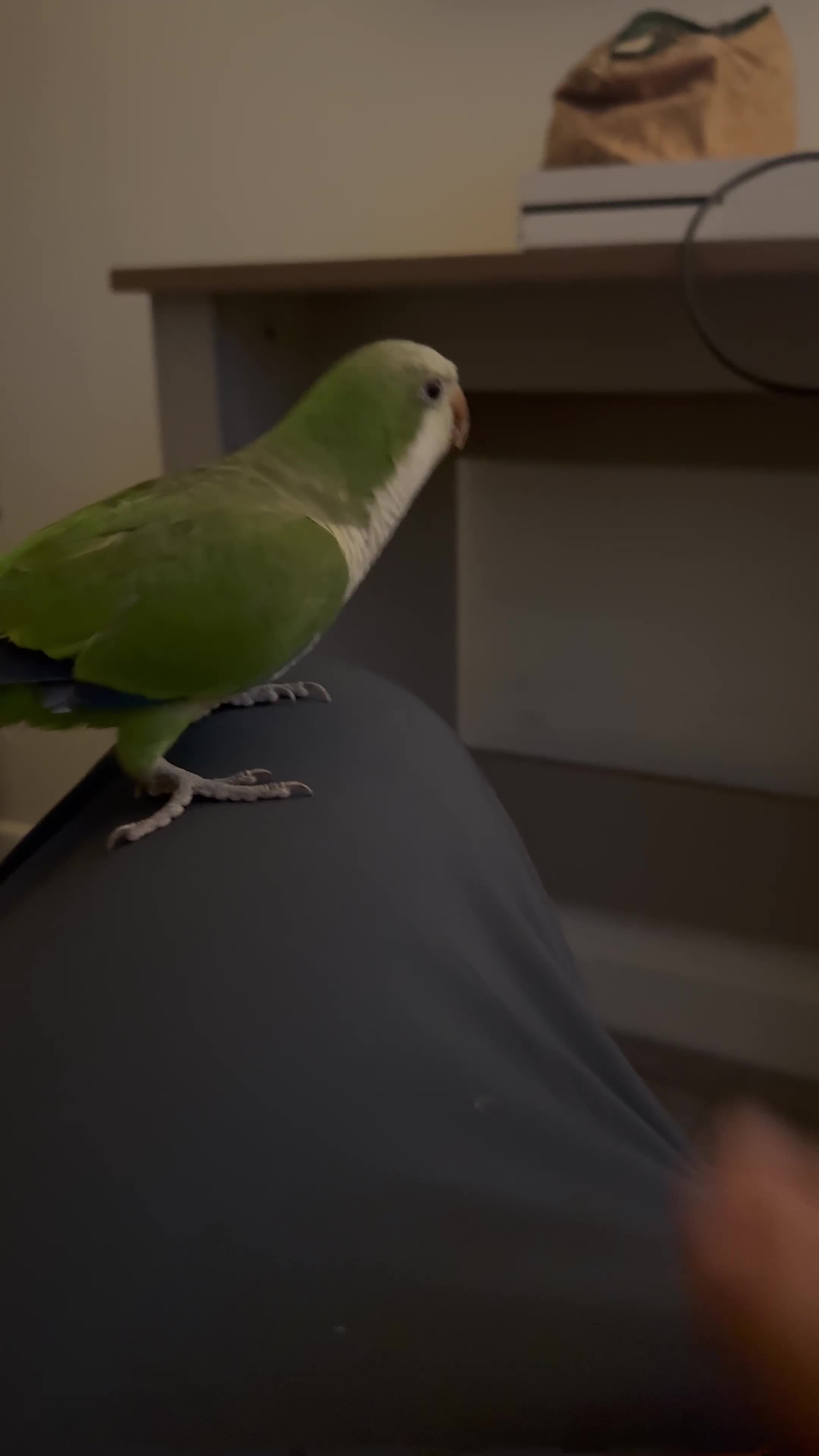 Parakeets birds for sale: Quaker parrot  - Video 1