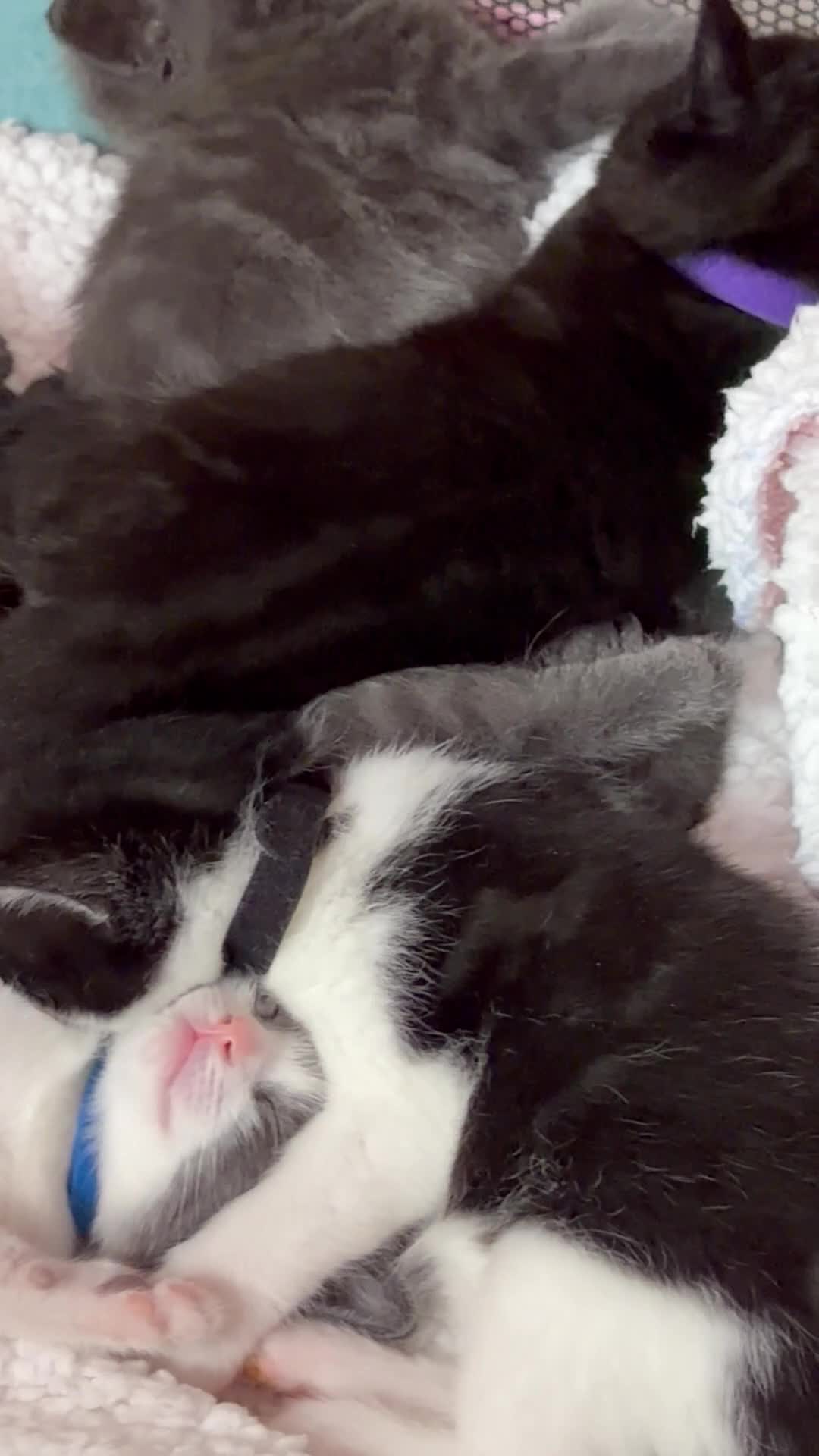 Mixed Breed cats for sale: Beautiful British Shorthair Mixed Kittens - Video 1