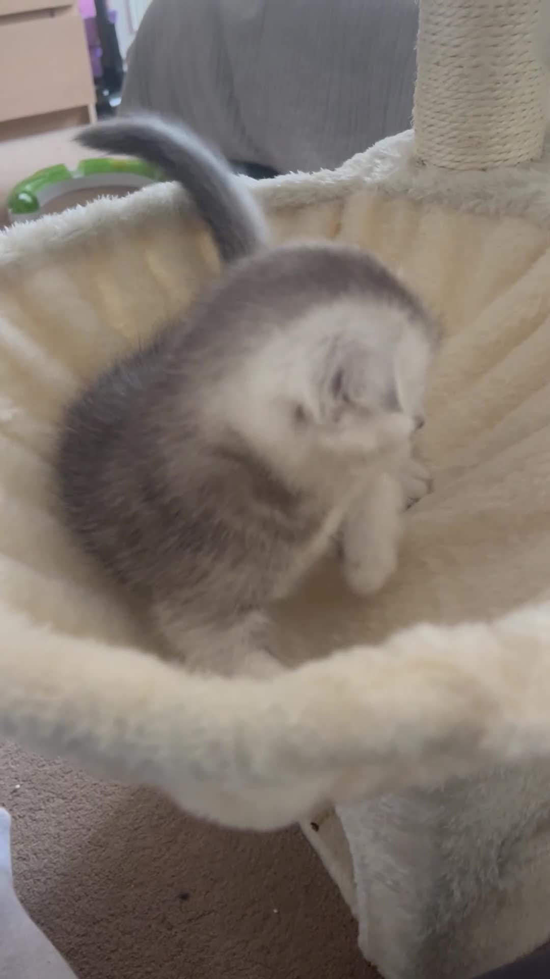 Scottish Fold cats for sale: Scottish Fold/Straight - Video 2