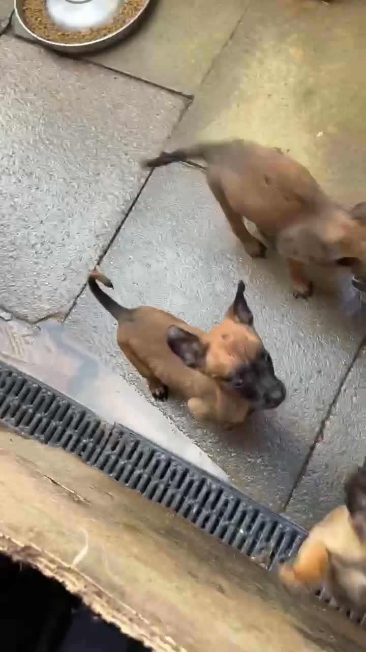 Belgian Shepherd Dog dogs for sale: Last 3 girls ready to leave now kc registered  - Video 1