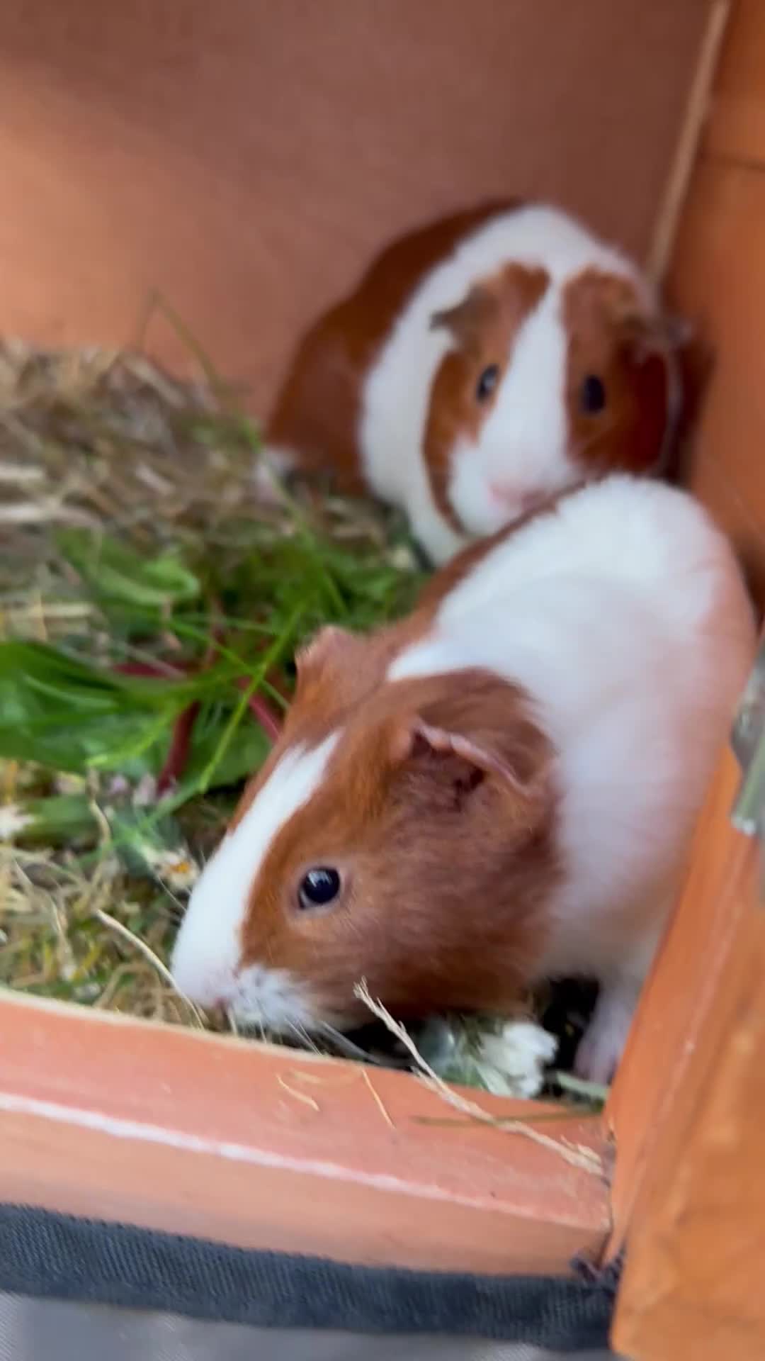 Guinea Pig rodents for sale: Baby boars in Penrith - Video 1