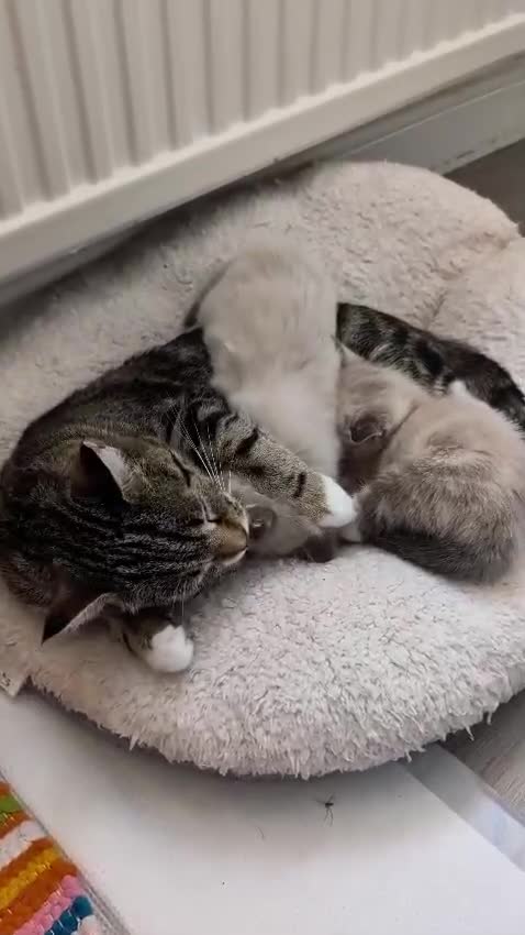 European cats for sale: 5 Beautiful  Kittens Looking for Forever Homes! - Video 3