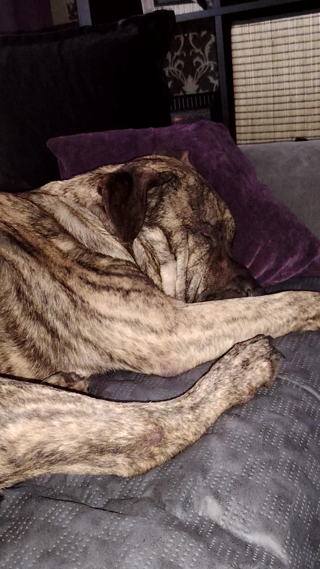 Presa Canario dogs for sale: Big softy Persa Canario for sale - Video 1