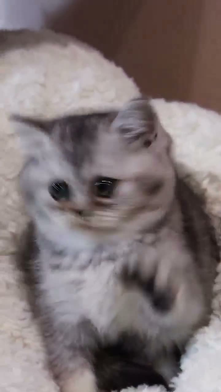 British Shorthair cats for sale: Super cute and pedigree British shorthair - Video 1