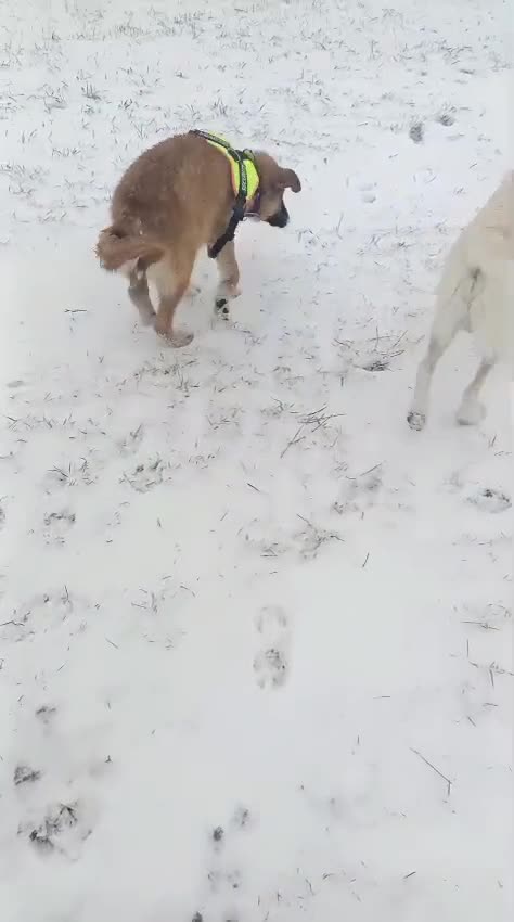 Mixed Breed dogs for adoption: 🐾Meet CHARLIE🐾 - a Lovely Boy for a Loving Home - Video 4