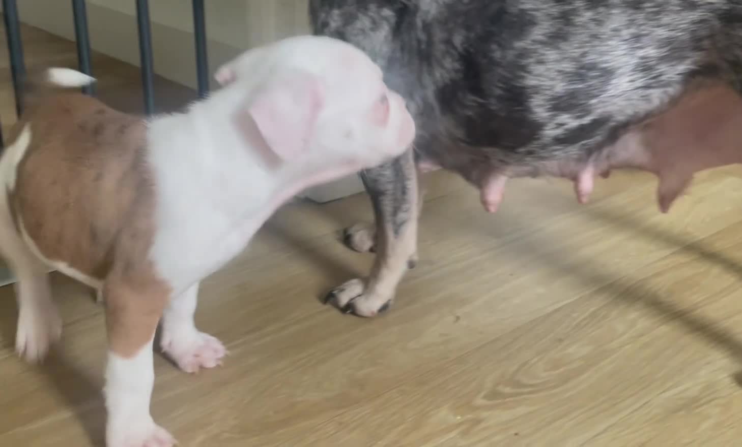 Mixed Breed dogs for sale: 1/7 gorgeous rare French American Bulldogs - Video 5