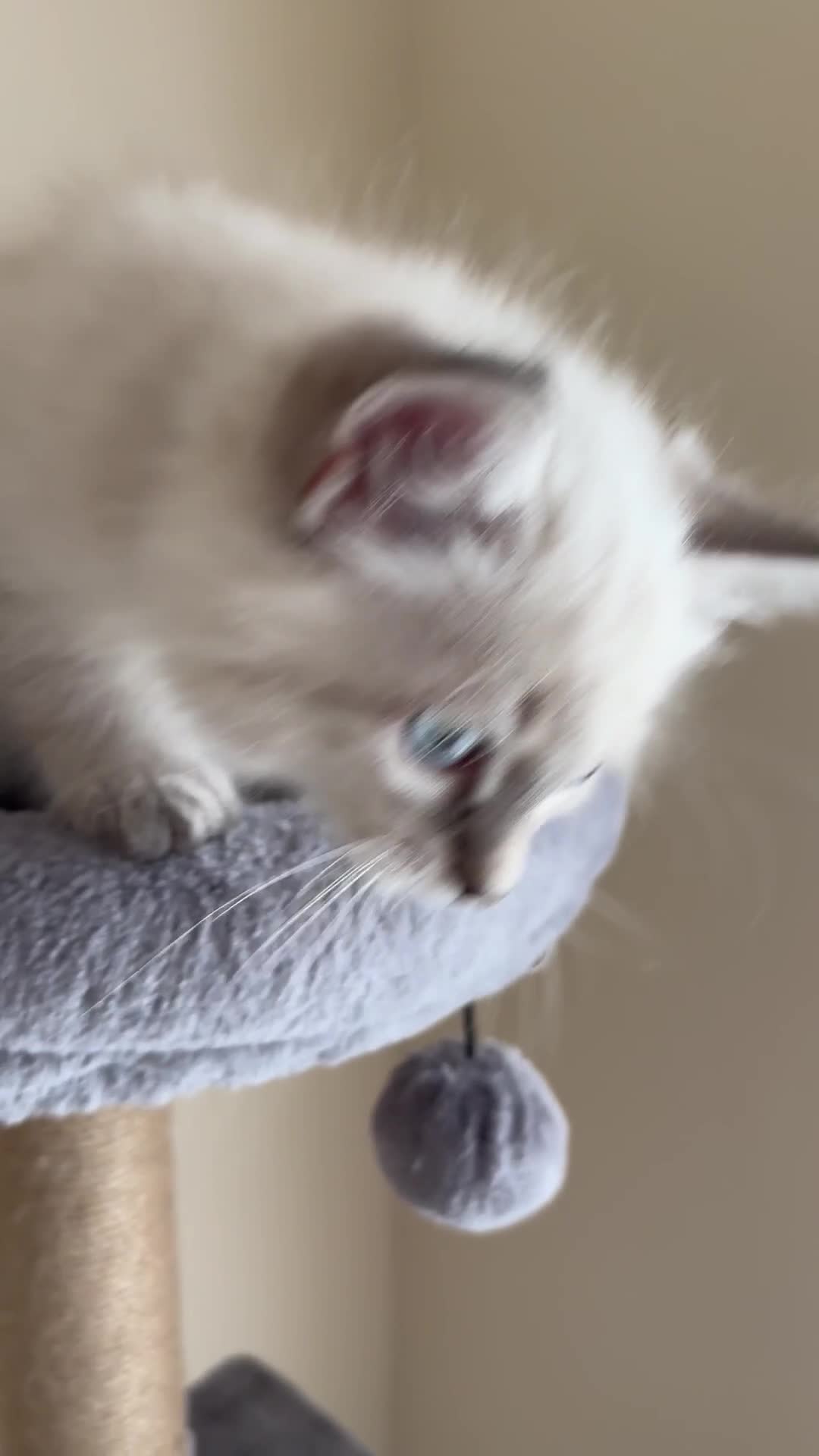 Siberian cats for sale: GCCF Registered Siberian kitten For Sale  - Video 2