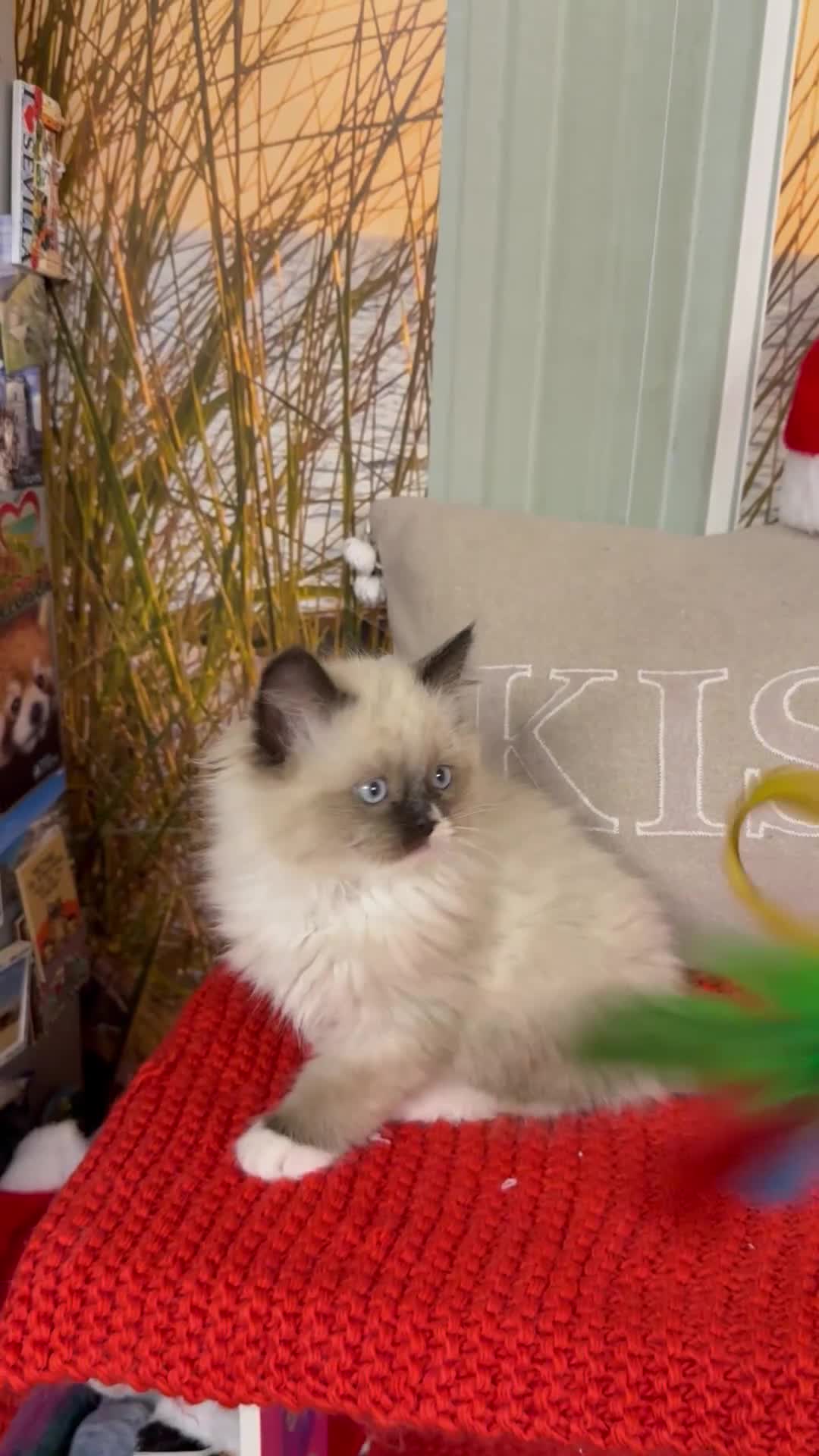 Ragdoll cats for sale: Beautiful Ragdolls kittens  - Video 2
