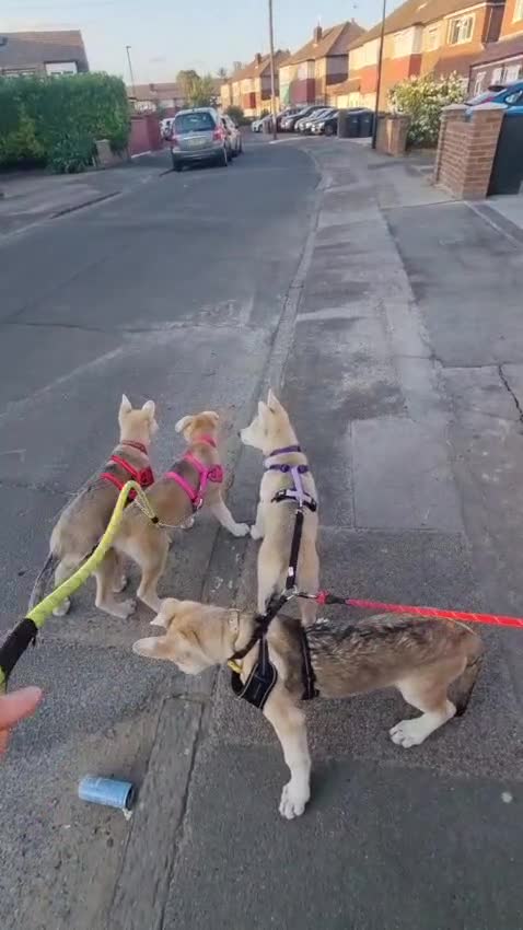 Mixed Breed dogs for sale: Low Content Wolfdog puppies  - Video 3