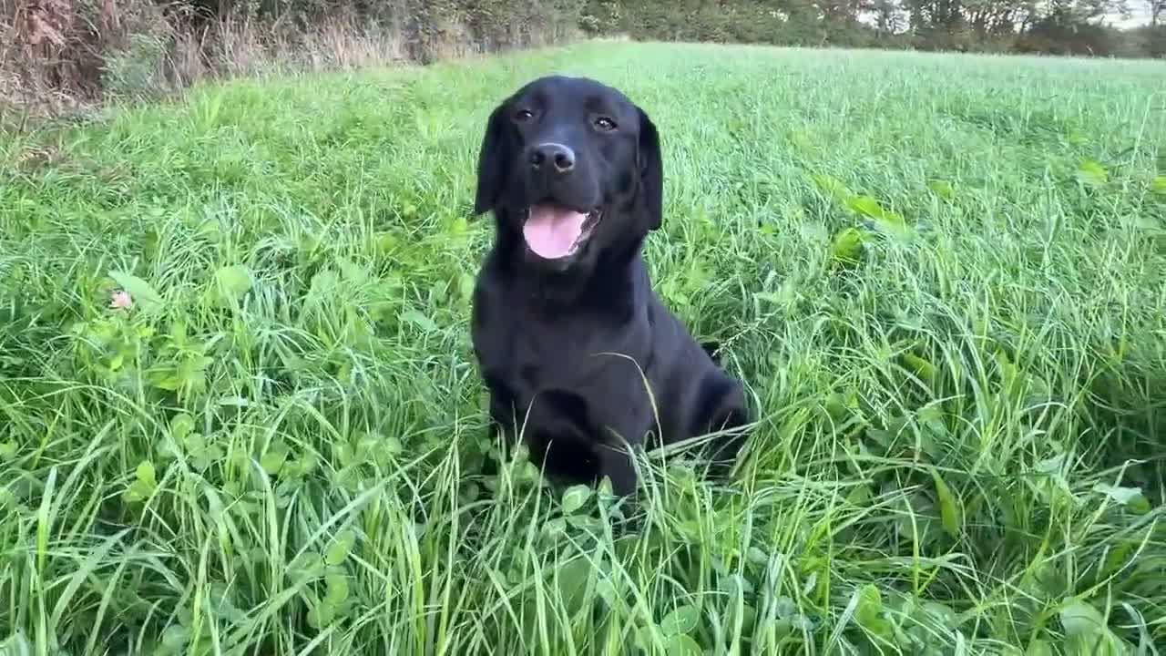 Labrador Retriever dogs for sale: Adult - KC Registered Black Labrador Retriever  - Video 2
