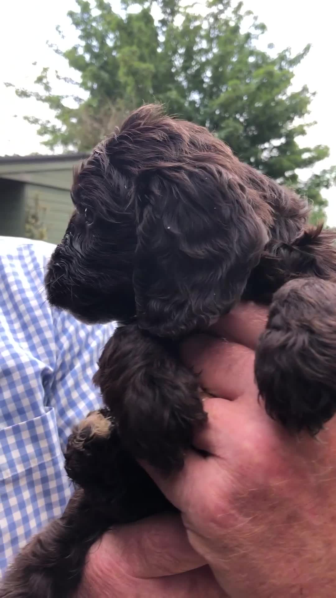 Cockapoo dogs for sale: Top Quality F1 Teddy Bear Cockapoo puppies - Video 1