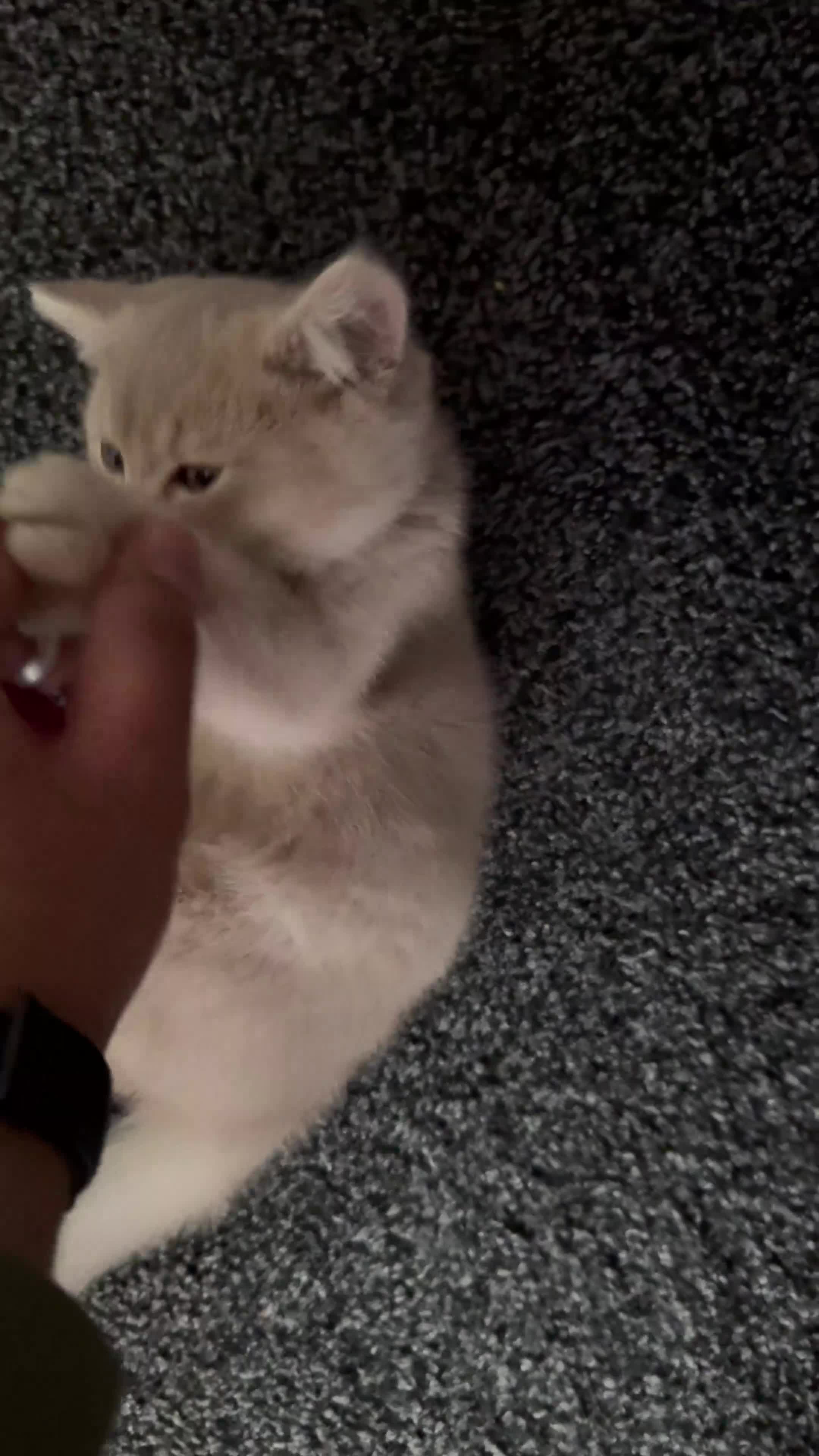 British Shorthair cats for sale: Stunning Purebred BSH - Vaccinated & Microchipped - Video 1