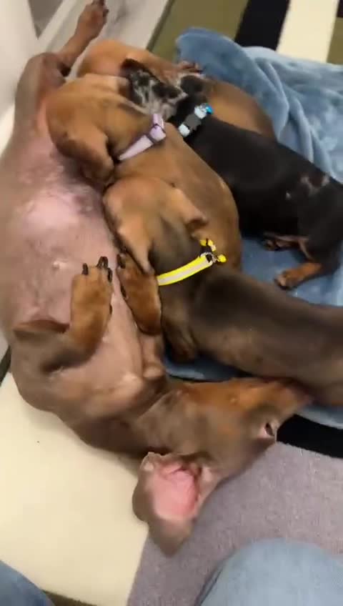 Dachshund dogs for sale: Dachshund female and male puppies  - Video 4