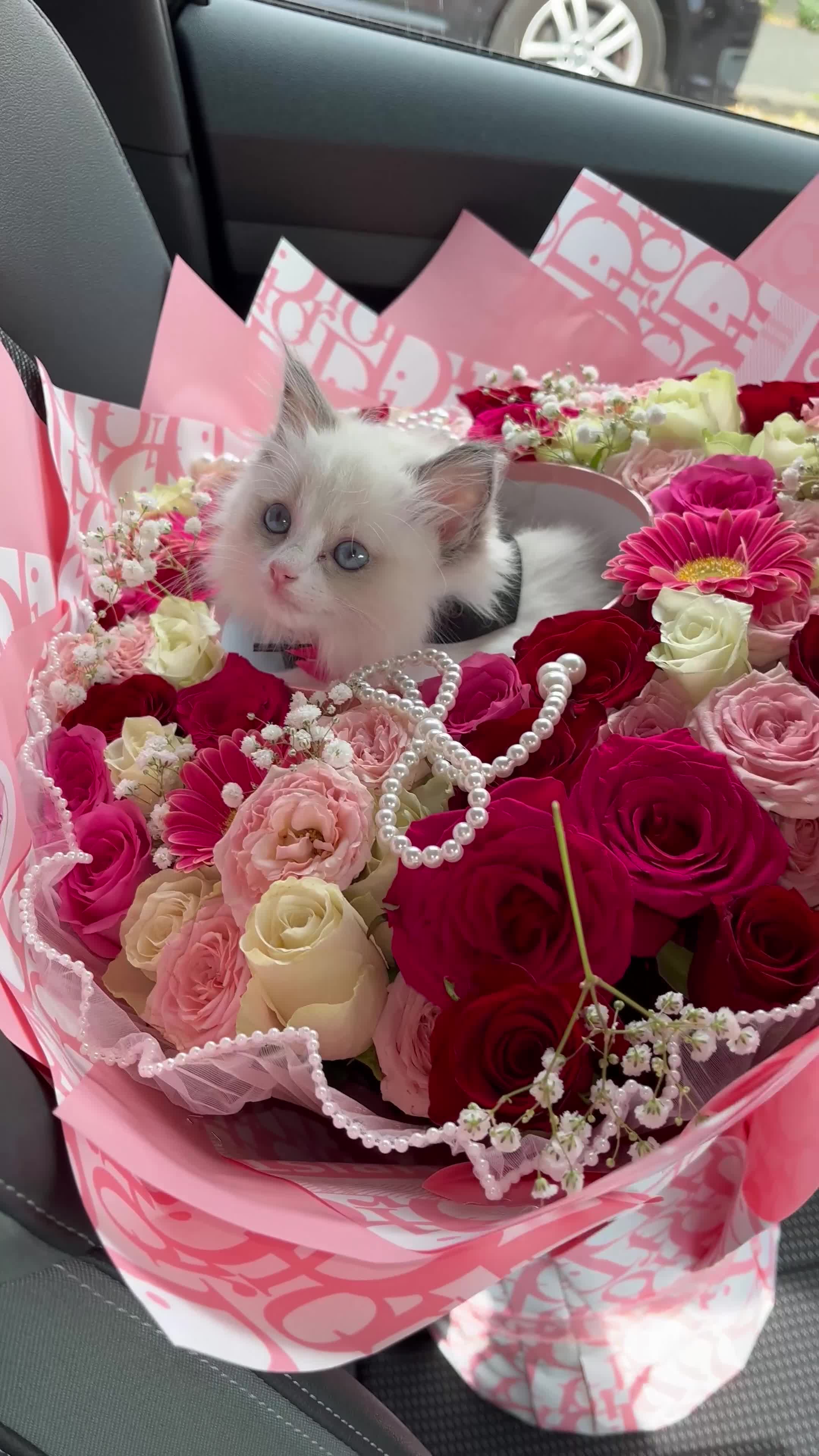 Ragdoll cats for sale: Ragdoll Kitten - Video 1